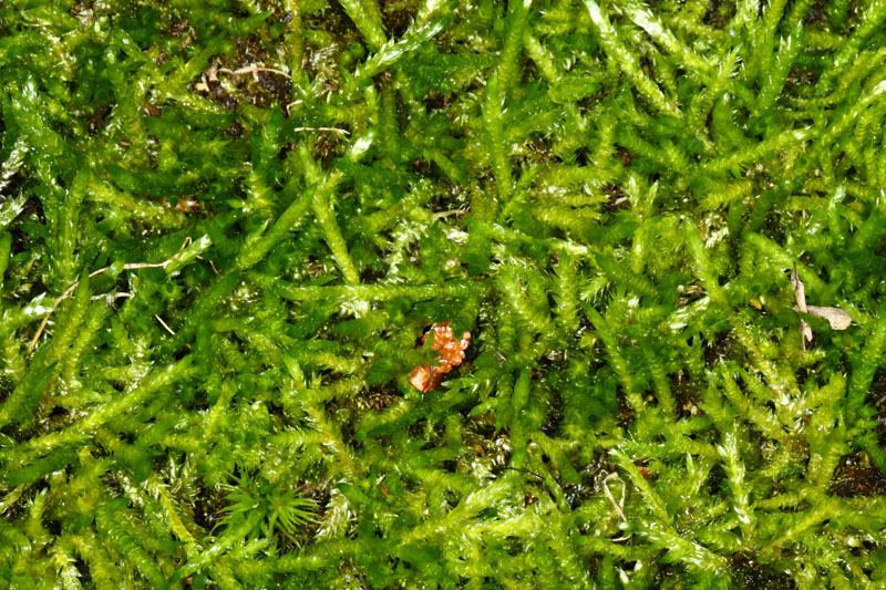 Callicladium haldanianum